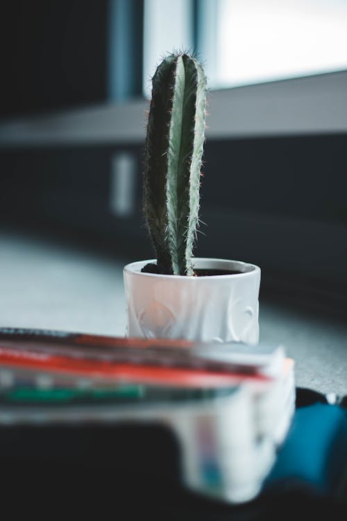 Cactus in a Pot 