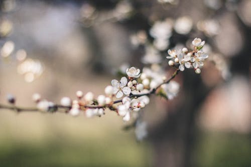 Fotografia Em Close Da Flor De Pétala Branca