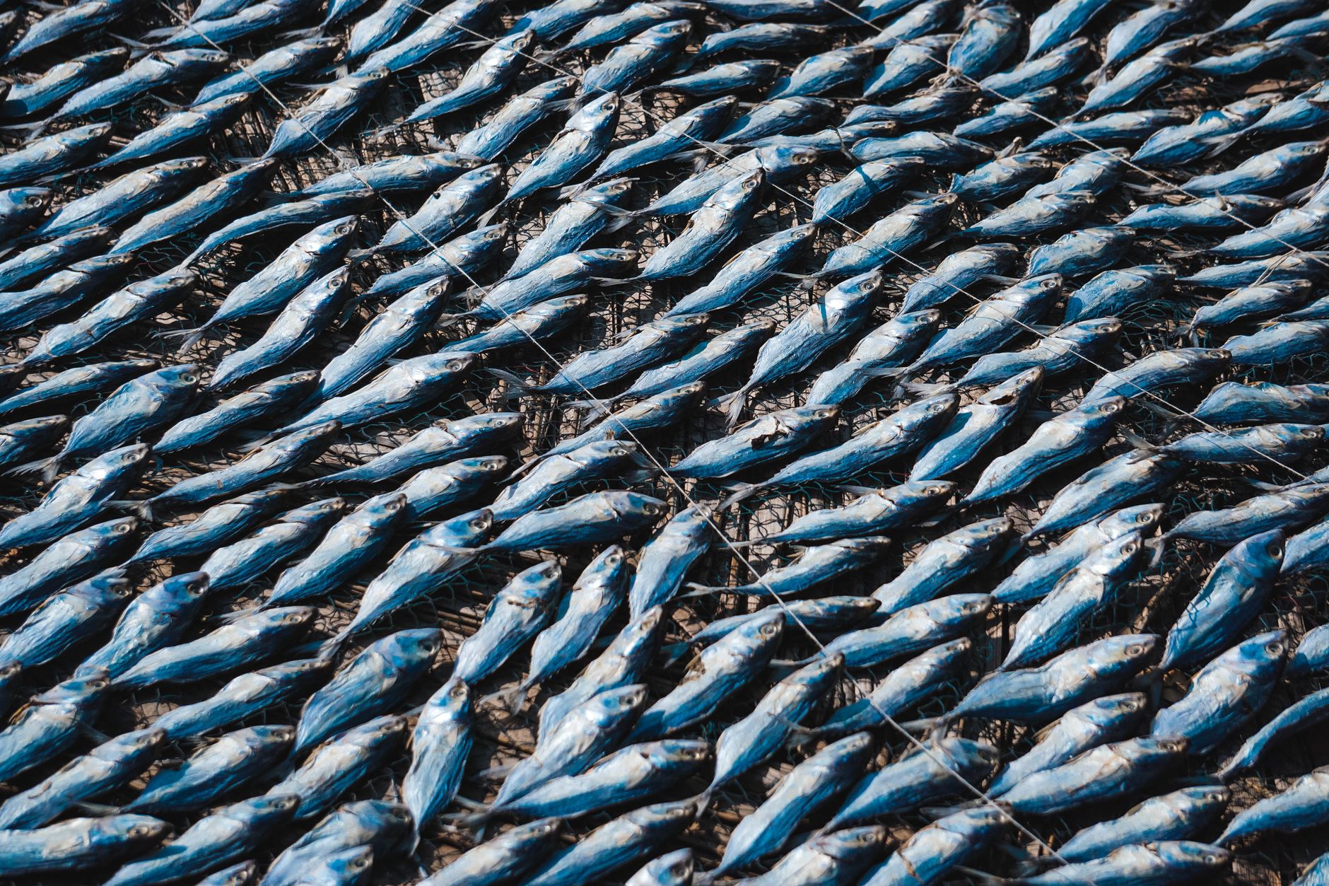 Rows of dried fish arranged neatly at a fishery, showcasing seafood processing outdoors.