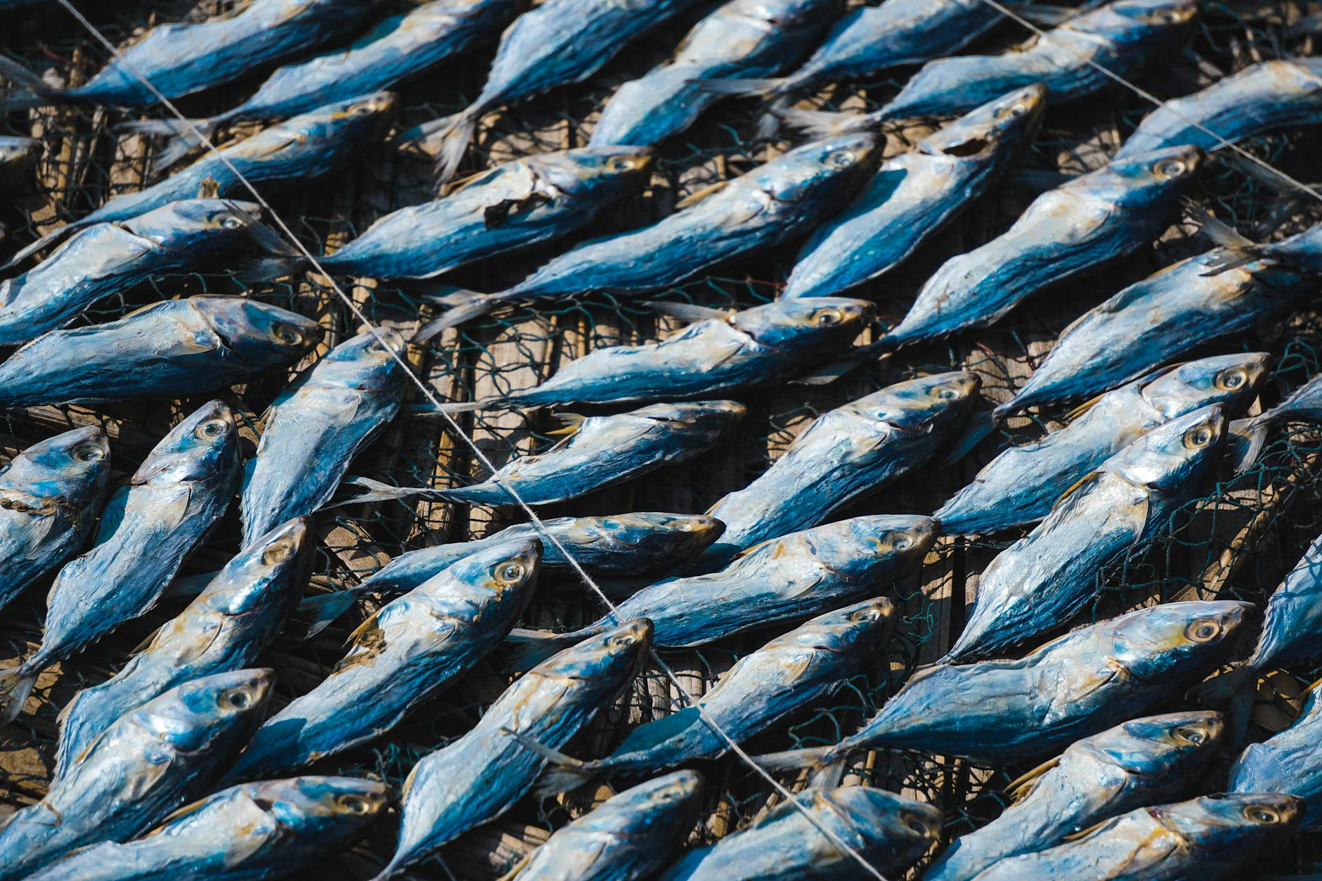 Drying of Fishes