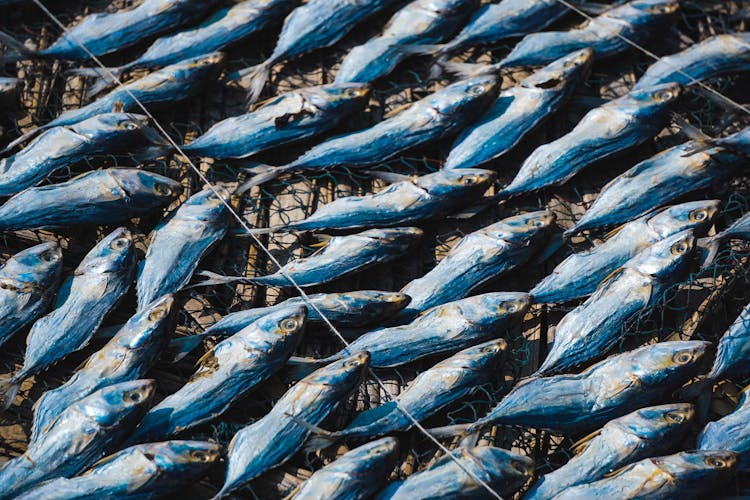 Drying Of Fishes