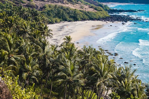 Green Trees on White Sand Beach