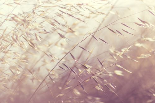 Free Soft and dreamy close-up of grass swaying gently in the breeze with a warm, muted tone. Stock Photo
