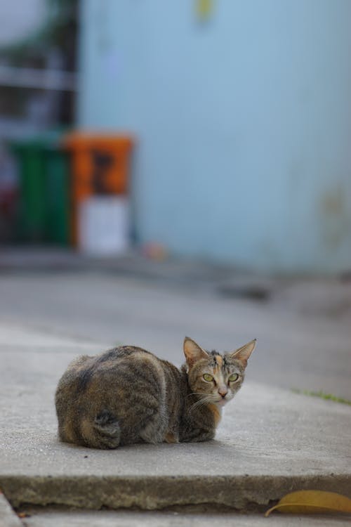 Brown Tabby Cat on Gray Concrete Floor