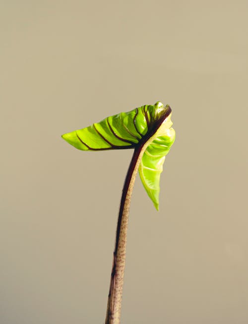Baby Alocasia stingray leaf unfurling
