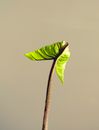 Baby Alocasia stingray leaf unfurling