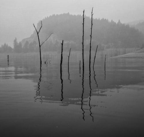 бесплатная Бесплатное стоковое фото с вода, дерево, озеро Стоковое фото