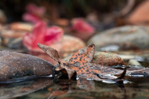 Brown Dried Leaf 