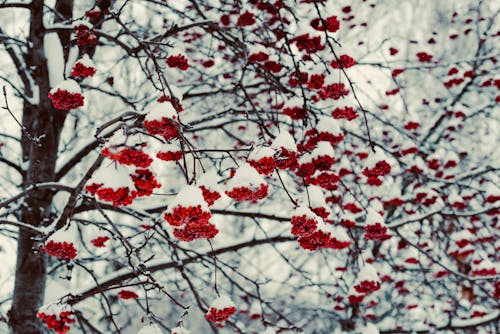 View of a Tree in Winter