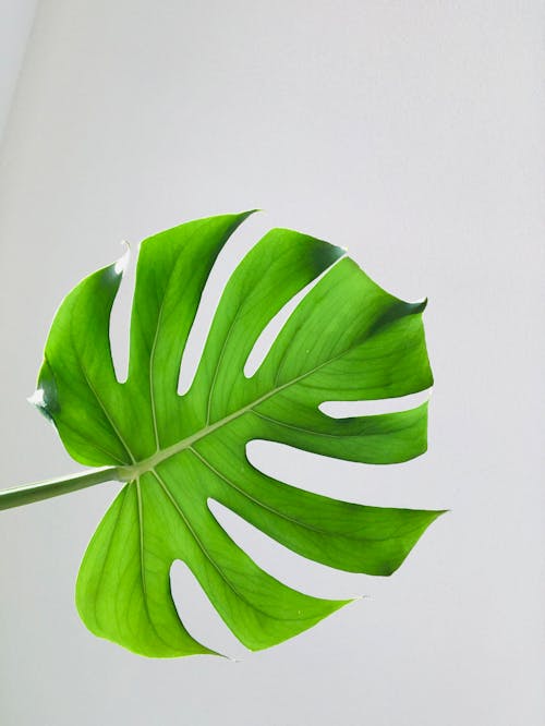 Green Leaf Plant on White Background