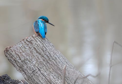 Free A Blue Bird on Brown Tree Trunk Stock Photo