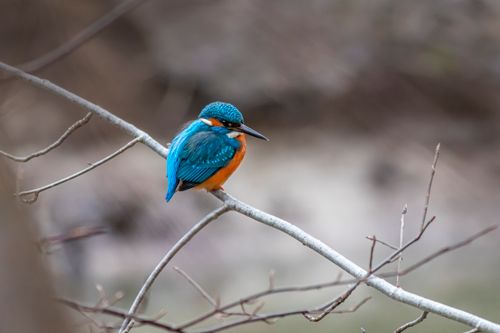 Free A colorful common kingfisher perched on a slender branch in nature. Stock Photo