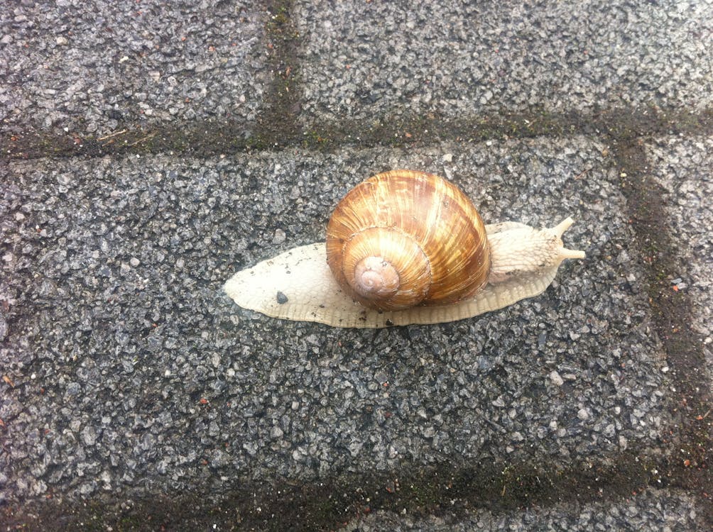 Free stock photo of slow, slowly, snail Stock Photo