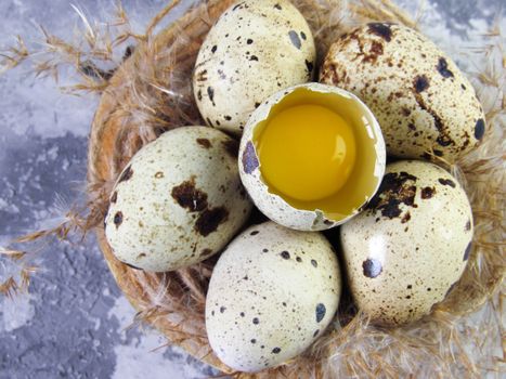White and Yellow Egg on Brown Nest