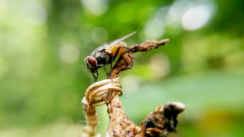 Fliegeninsekt Auf Braunem Pflanzenstamm