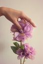 Pink and White Flower on Persons Hand