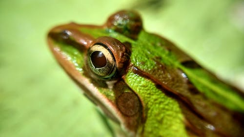 бесплатная Зеленая и коричневая лягушка Стоковое фото
