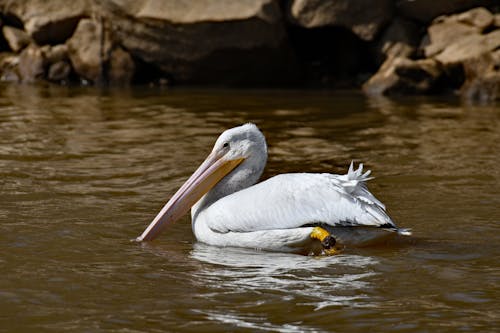 Pelikan Putih