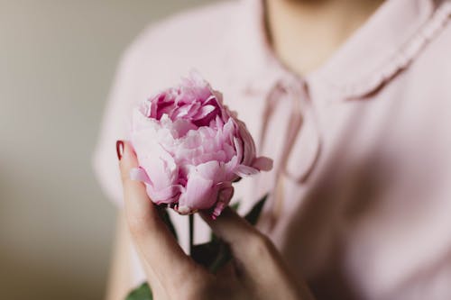 Kostnadsfri bild av blomma, blommor, flora