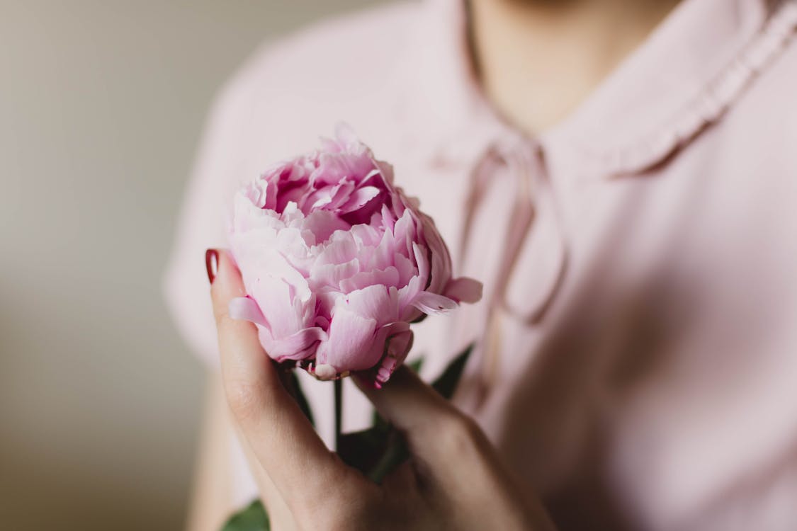 бесплатная Розовый цветок с лепестками Стоковое фото