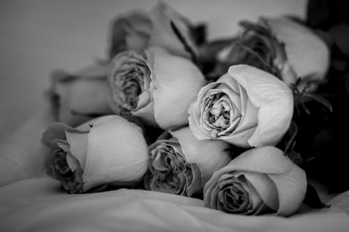 คลังภาพถ่ายฟรี ของ ขาวดำ, ช่อดอกไม้, ดอกกุหลาบ