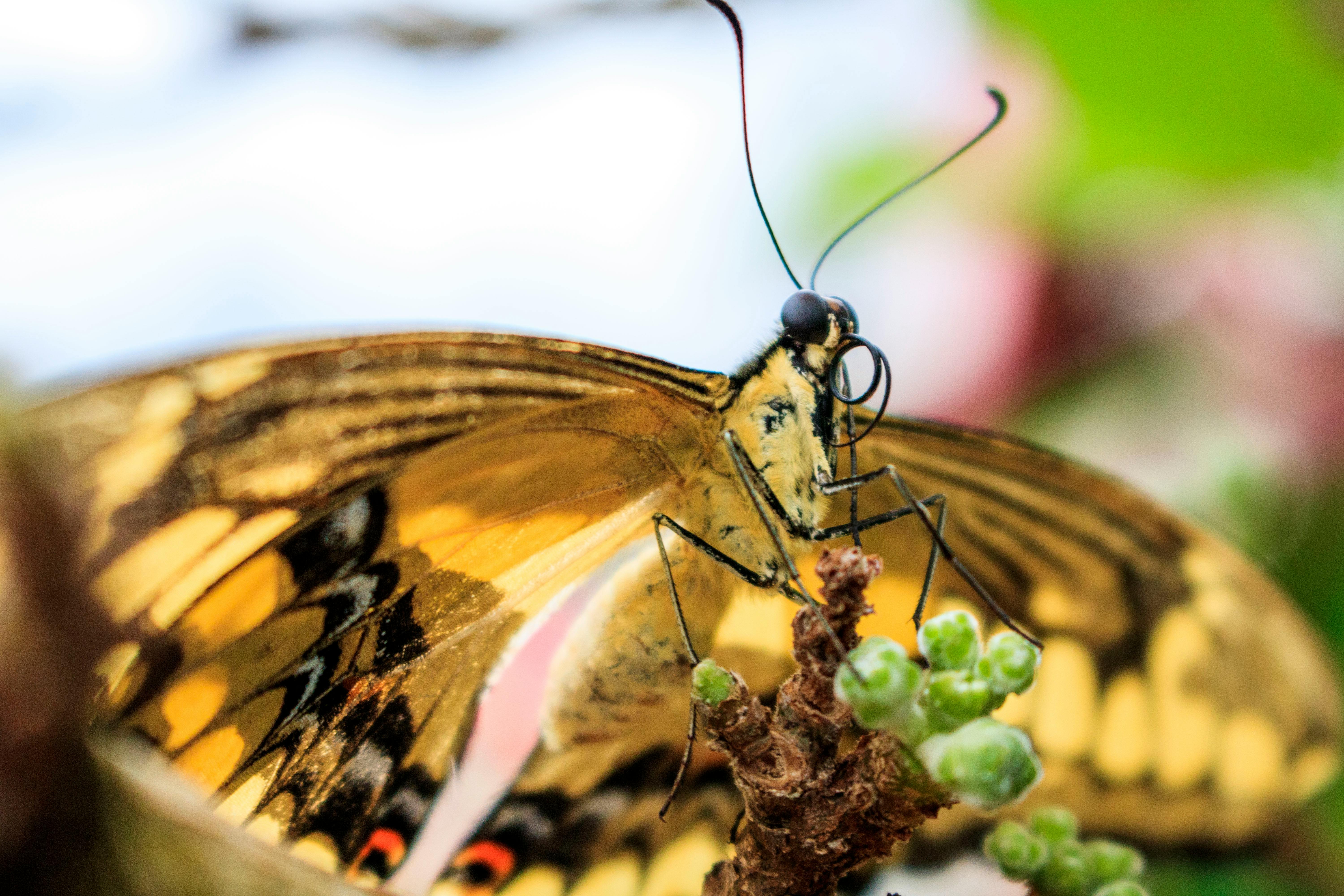 Closeup Photo of Yellow Butterfly · Free Stock Photo