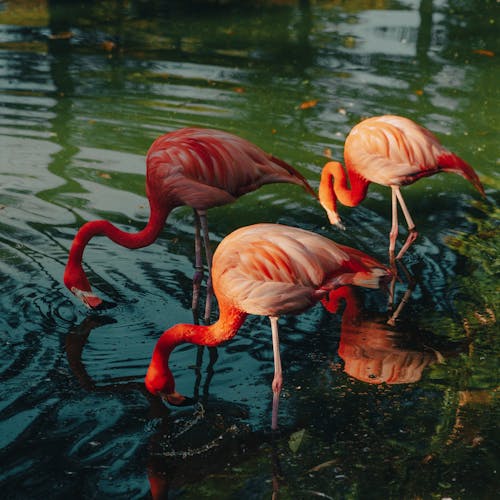 Pink Flamingos on Water