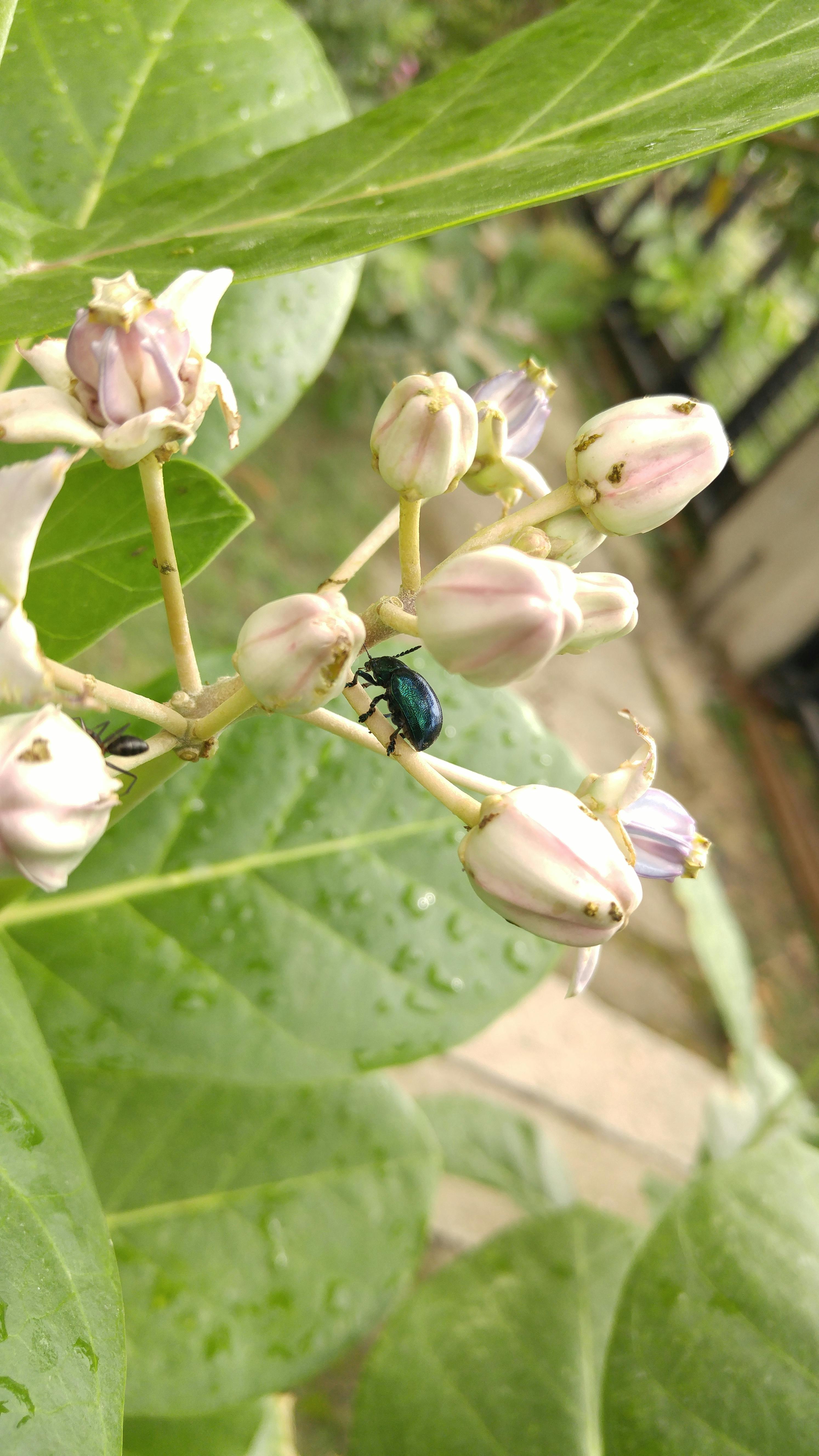 Free stock photo of beetle, bug, flowers