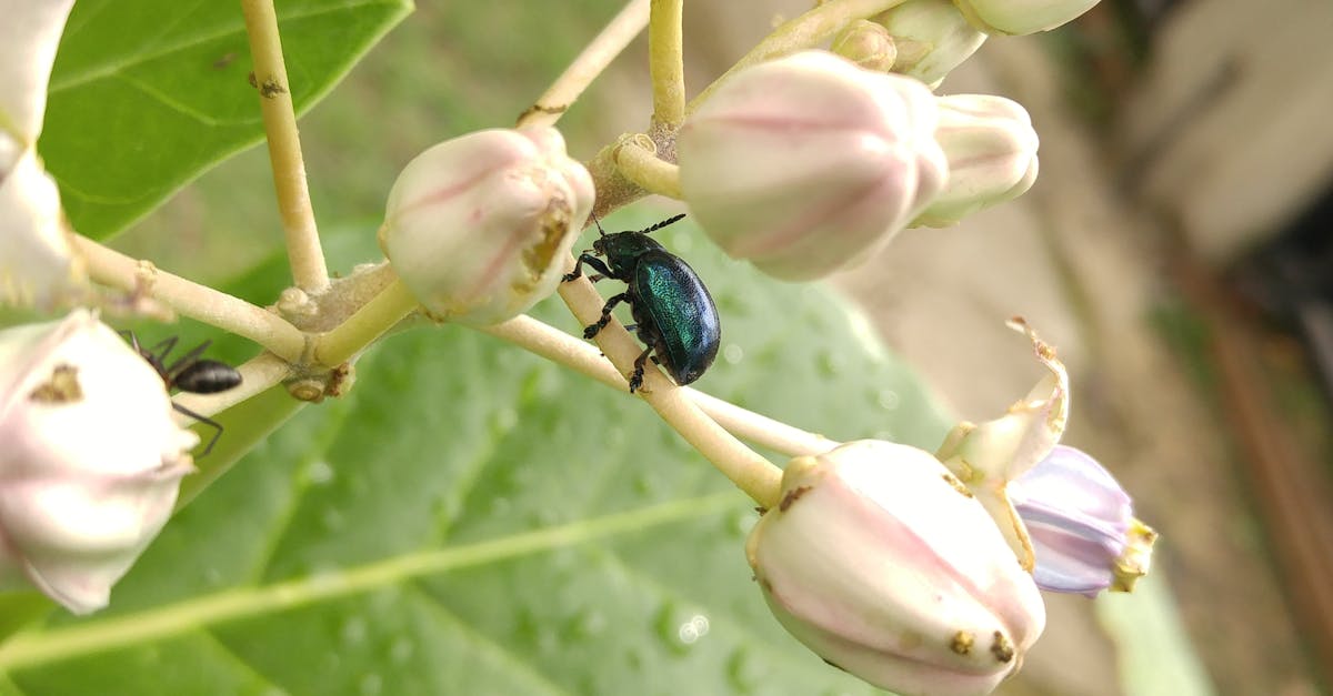 Free stock photo of beetle, bug, flowers