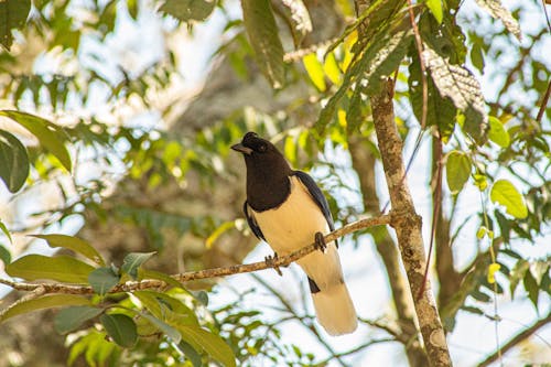A Bird Perching on a Branch