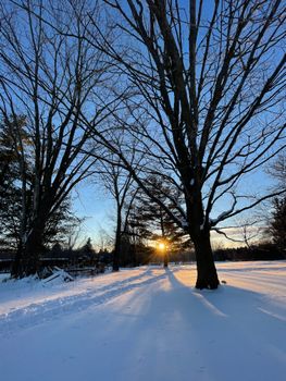 A beautiful winter scene in Guelph, Ontario, with sunset casting golden light on snow-covered trees.