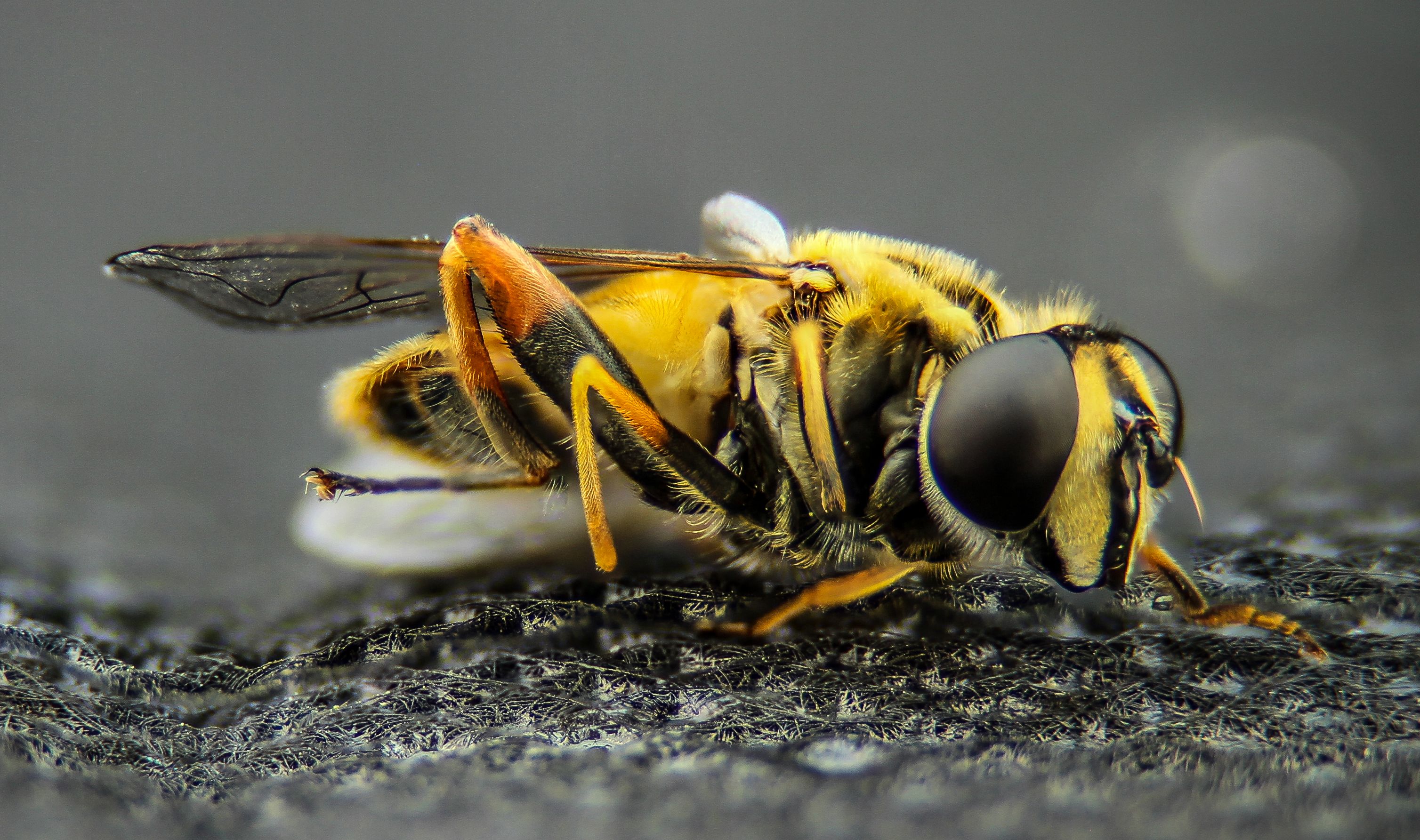 Macro Photo Of Yellow Wasp Free Stock Photo macro-photo-of-yellow-wasp-free-stock-photo