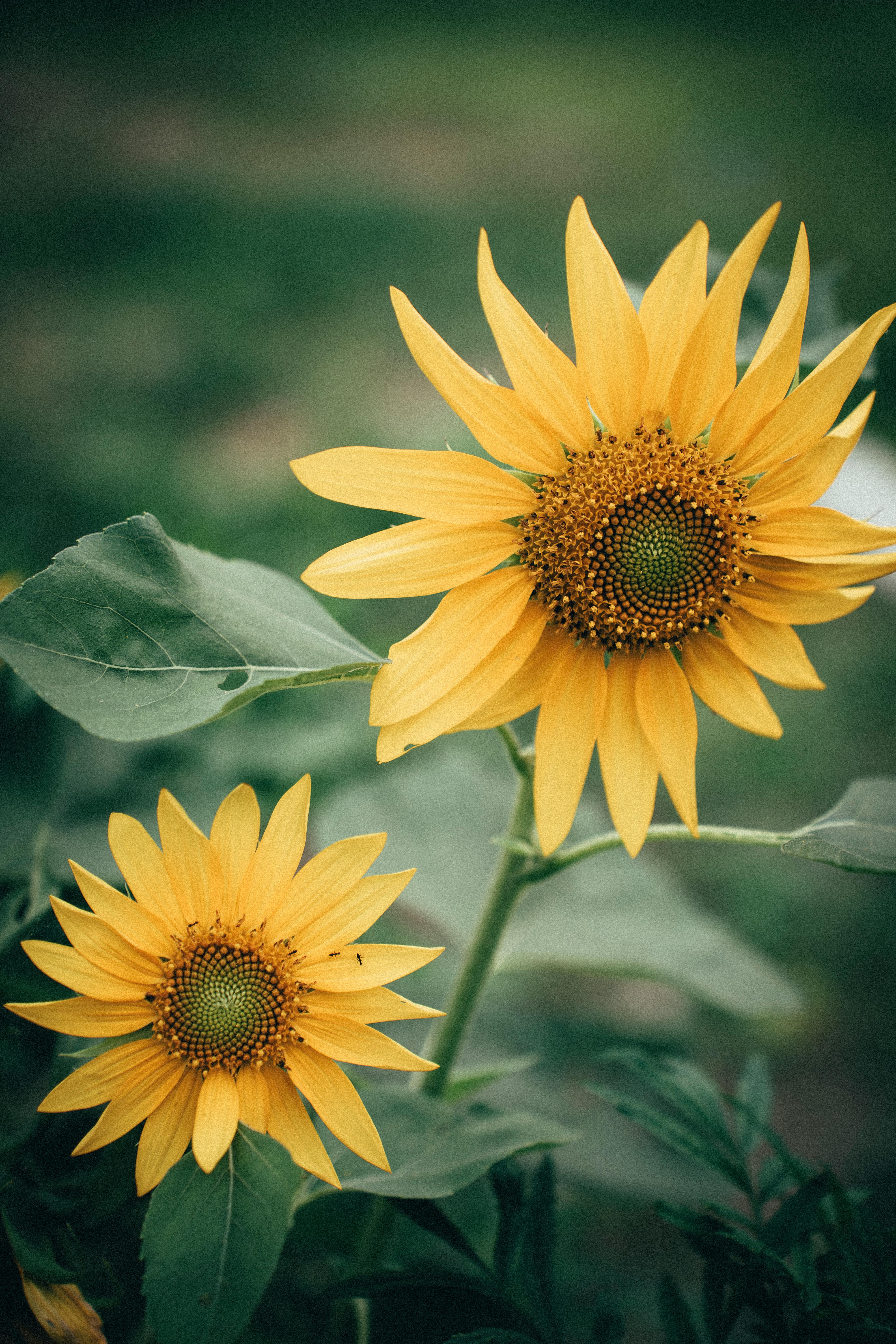 Close-up of two sunflowers blooming in a summer garden, showcasing vibrant yellow petals.