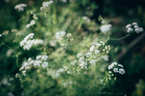 Free A stunning close-up of blooming white wildflowers surrounded by lush green leaves, highlighting nature's beauty. Stock Photo