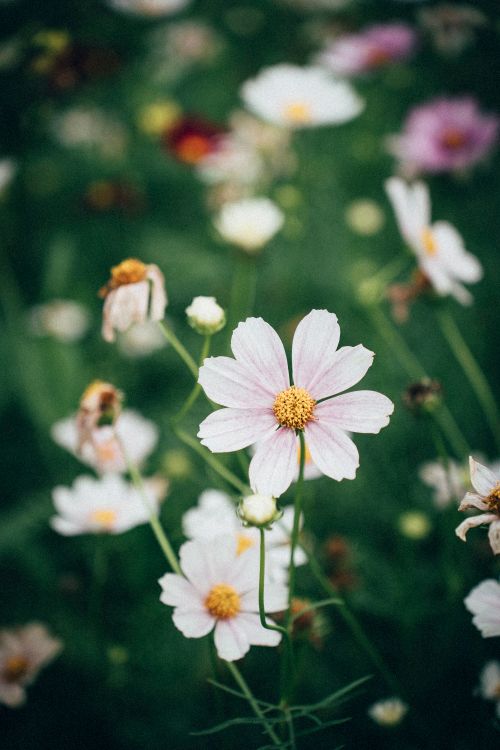 Free Beautiful close-up of delicate cosmos flowers in a vibrant garden setting. Stock Photo