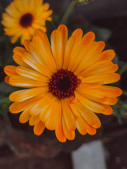 Základová fotografie zdarma na téma afrikán, detail, flóra