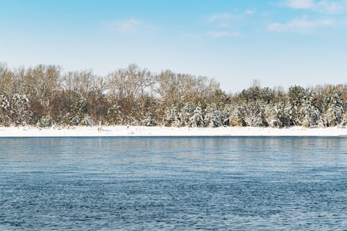 Бесплатное стоковое фото с вода, деревья, зима