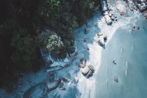 Seashore Near on Forest Trees on Bird's Eye View