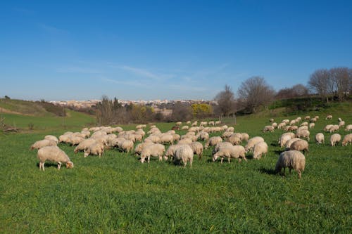 A Herd of Sheep on Green Grass