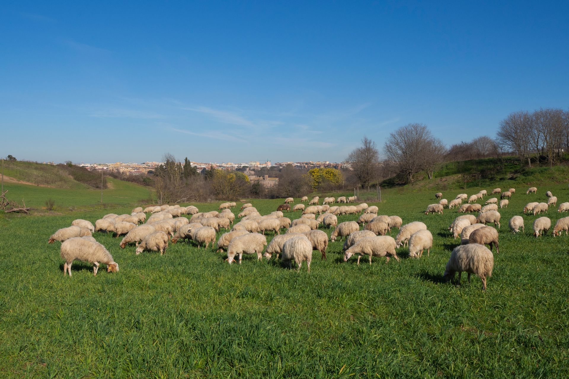A Herd of Sheep on Green Grass