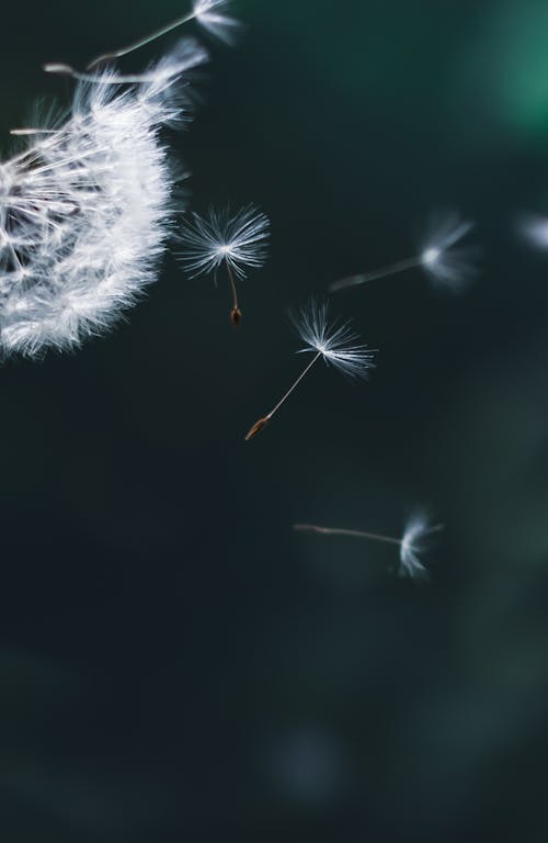 Free 
A Close-Up Shot of Dandelion Seeds Flying Stock Photo