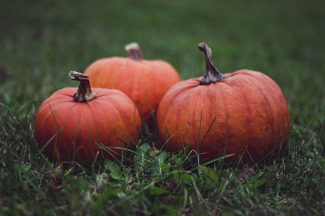 Three Pumpkins in Grass