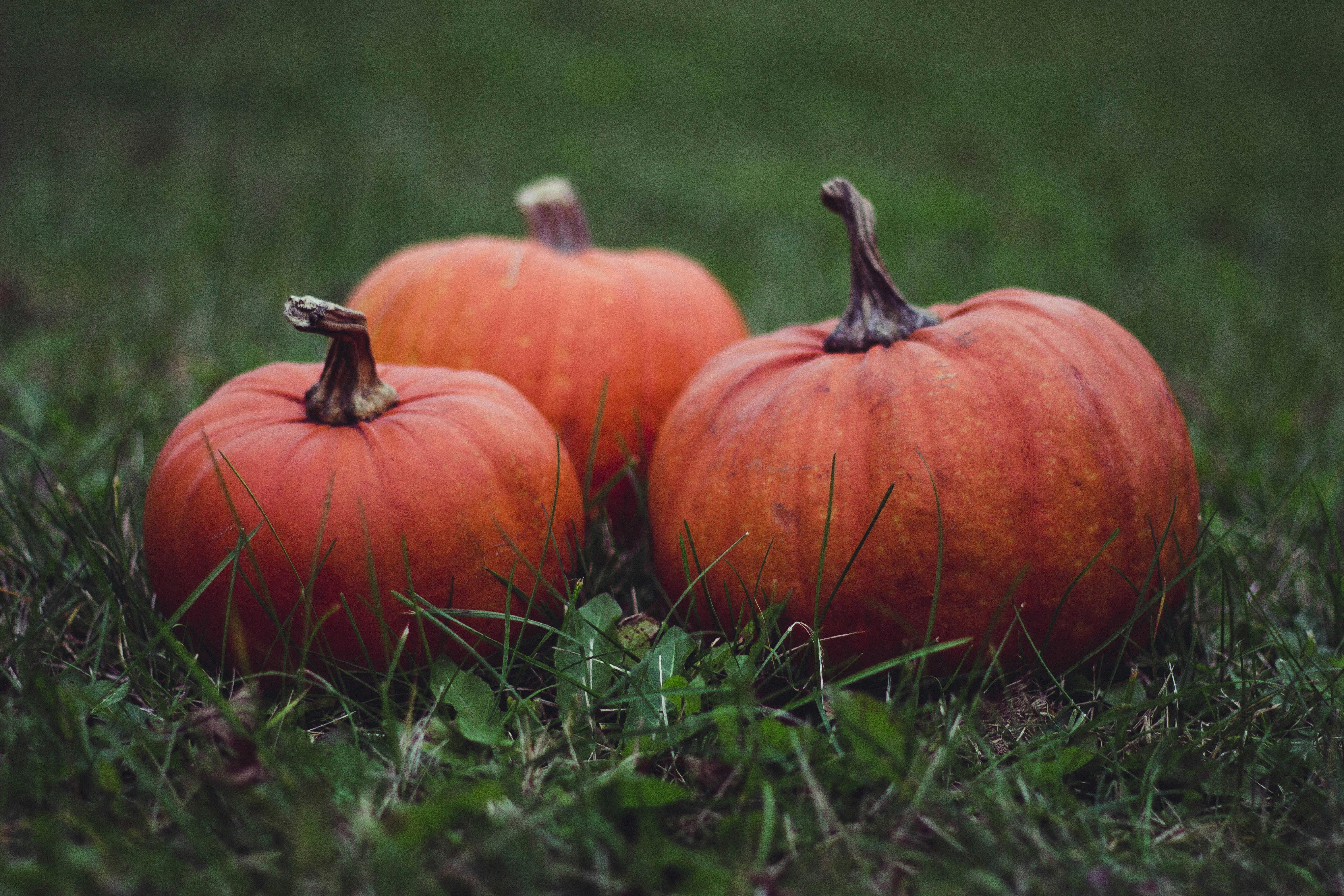 Photo of Pumpkins · Free Stock Photo