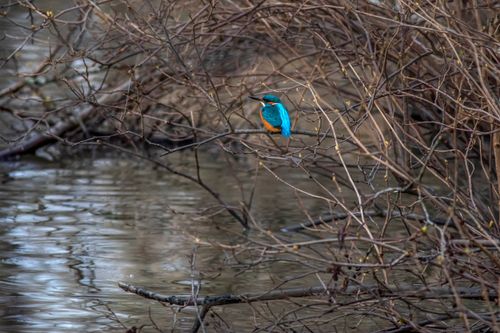 Free A vibrant kingfisher perched on a branch over a calm water background, offering a striking contrast. Stock Photo