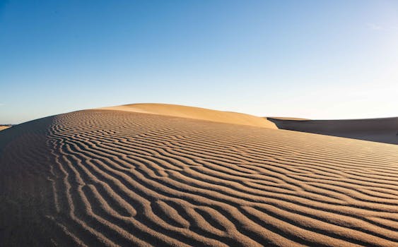 Beautiful sand dunes in Florence, Oregon showcasing serene, undulating patterns under a clear blue sky.