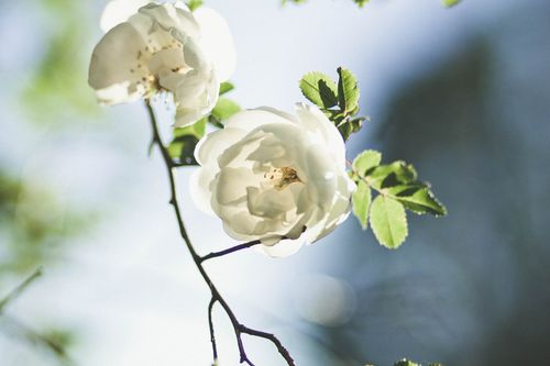 Free A serene image of white roses blooming against a soft, blurred background outdoors. Stock Photo