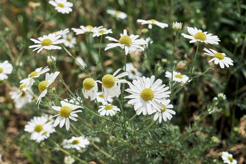 Chamomile flowers growing in daylight