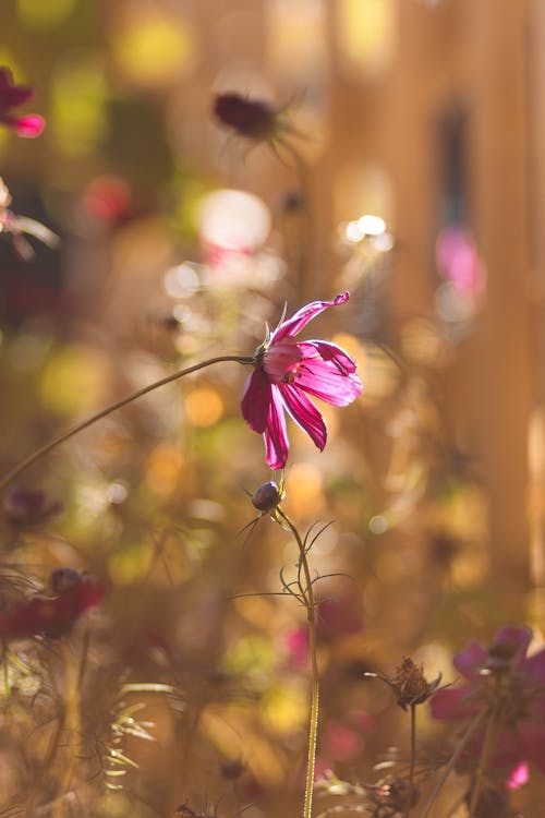 Pink Flower