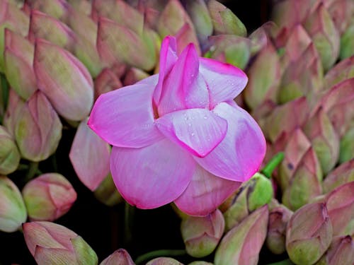 Lotus, Lotus bouquet, Bunch of Lotus