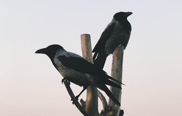 
Crows Perched On A Tree Branch